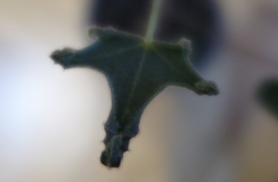 Brachychiton acerifolius - brachychiton javorolistý - rozvíjející se list